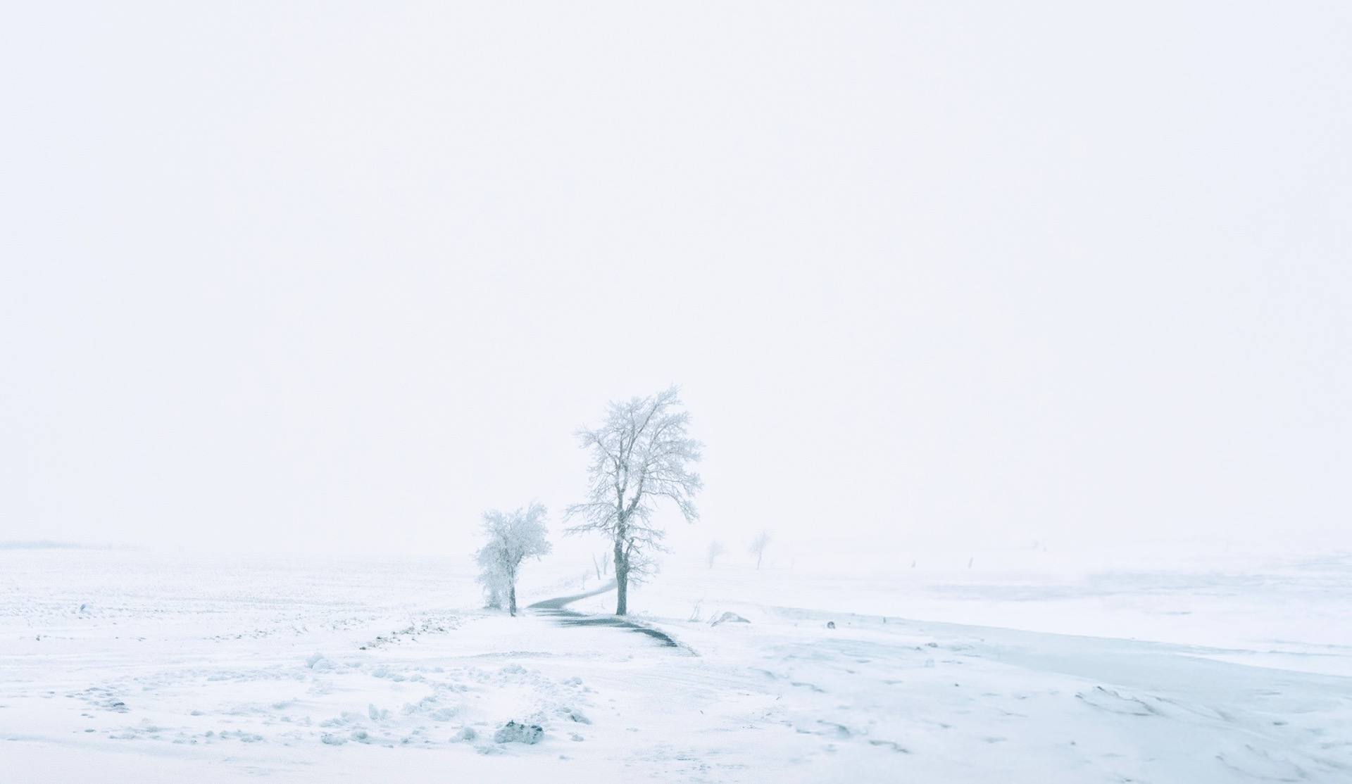 Solitary trees in a snowy landscape and fog in the Ore Mountains